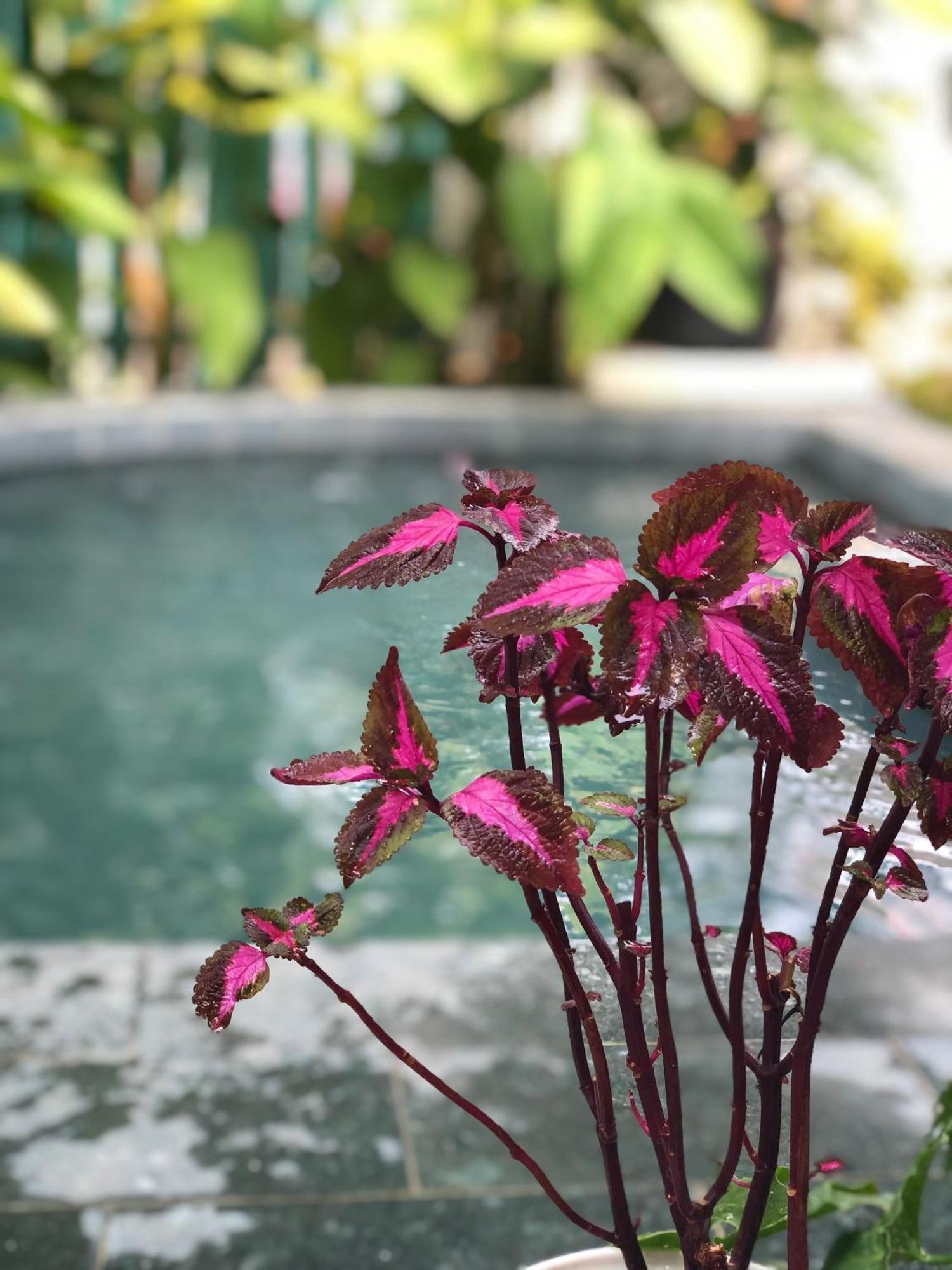 Hoi An Coastal Charm Villa - Jaccuzi Pool - Netflix Tan Thanh Екстер'єр фото